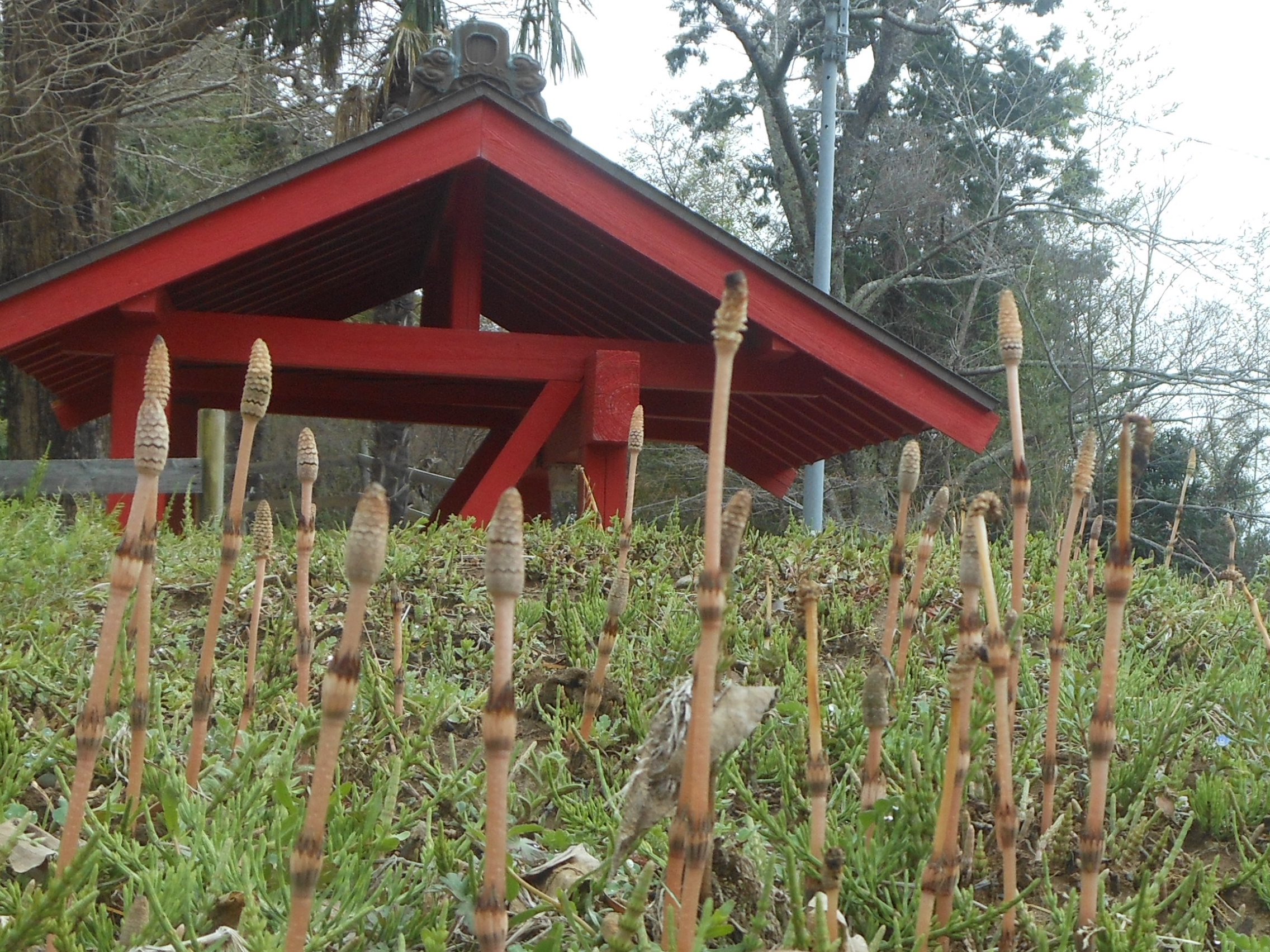 山門横には土筆が伸び小さな林になっています