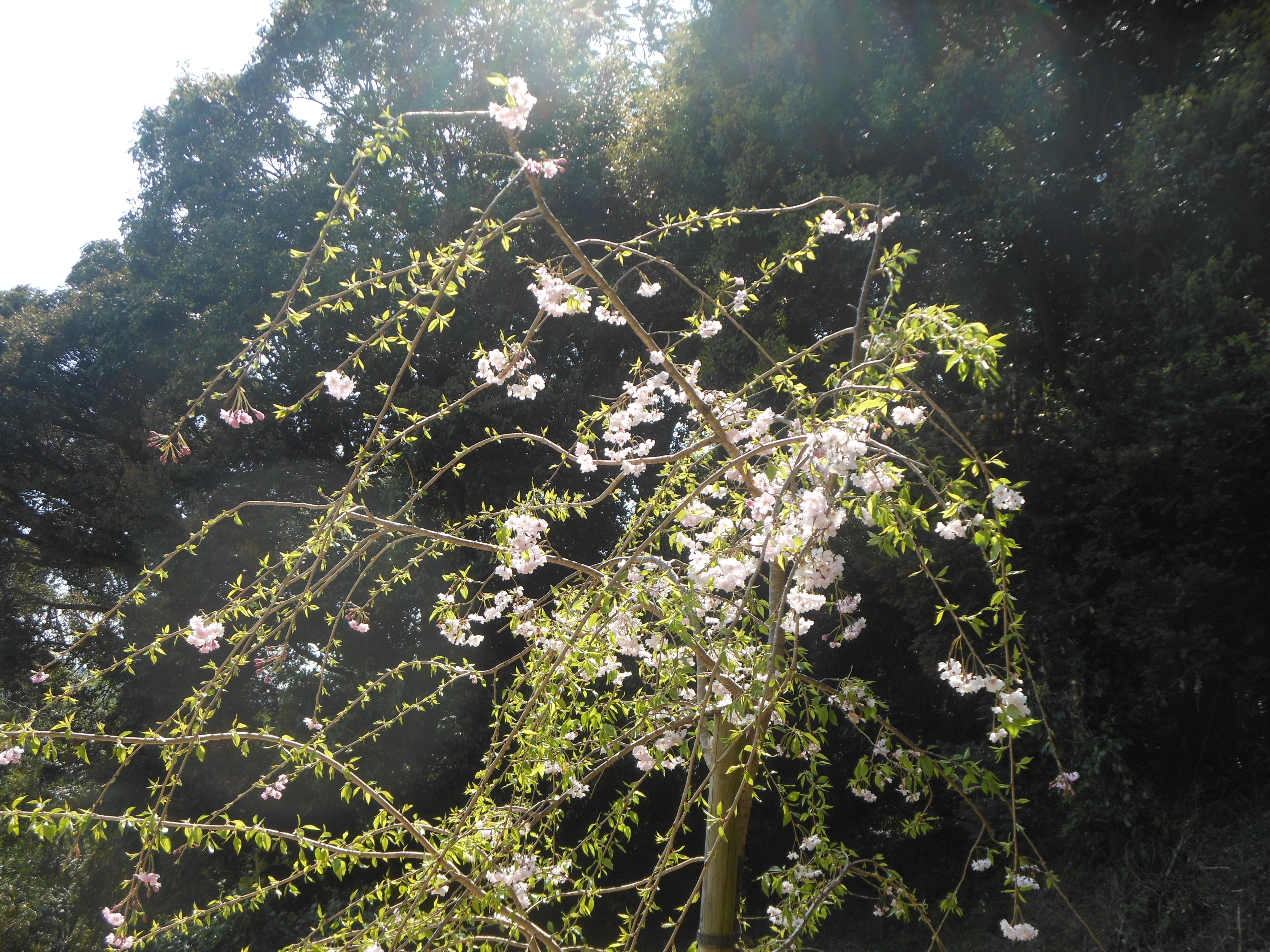 しだれ桜　まだスマートです