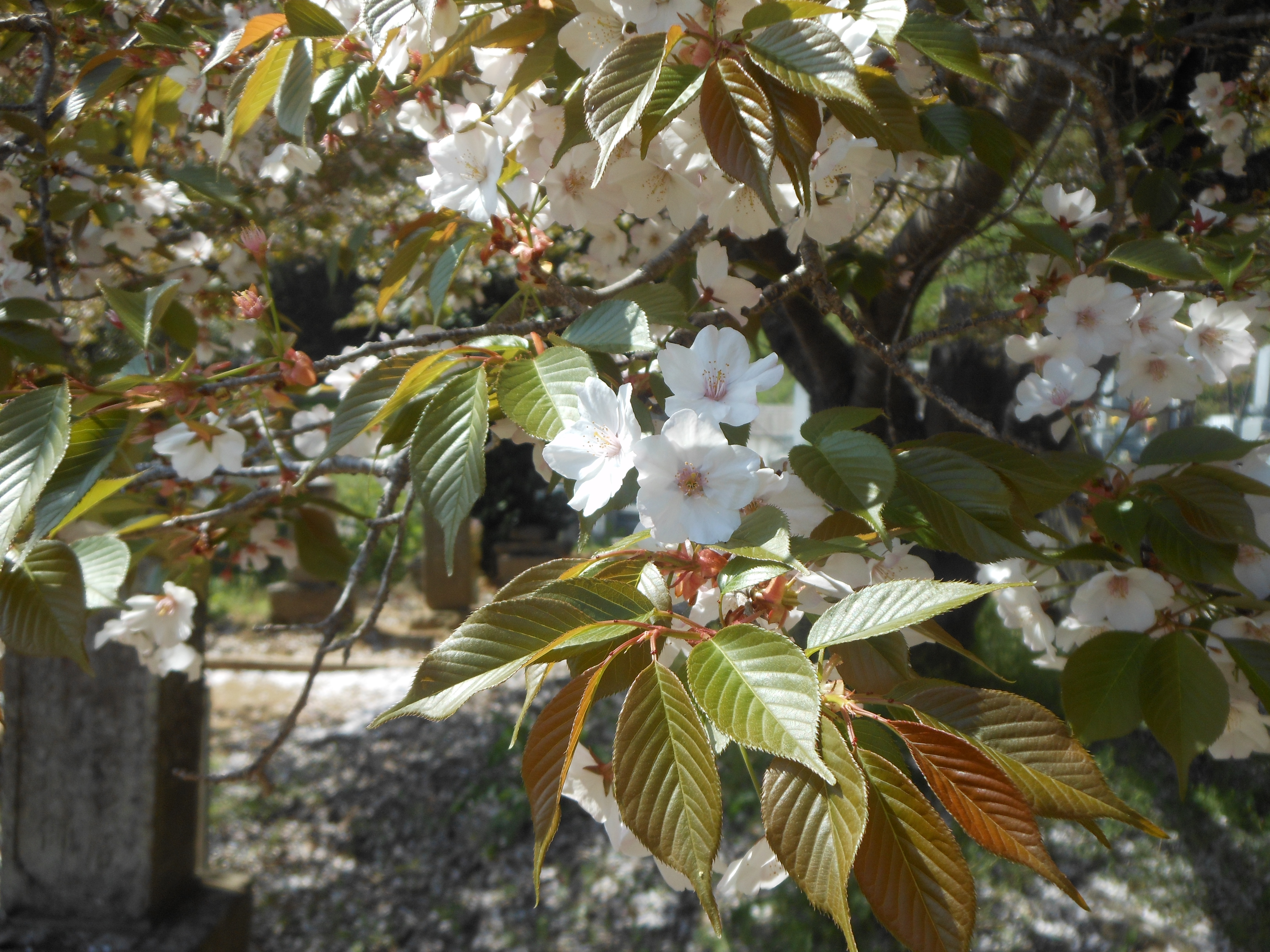 山　桜　やはり一重です