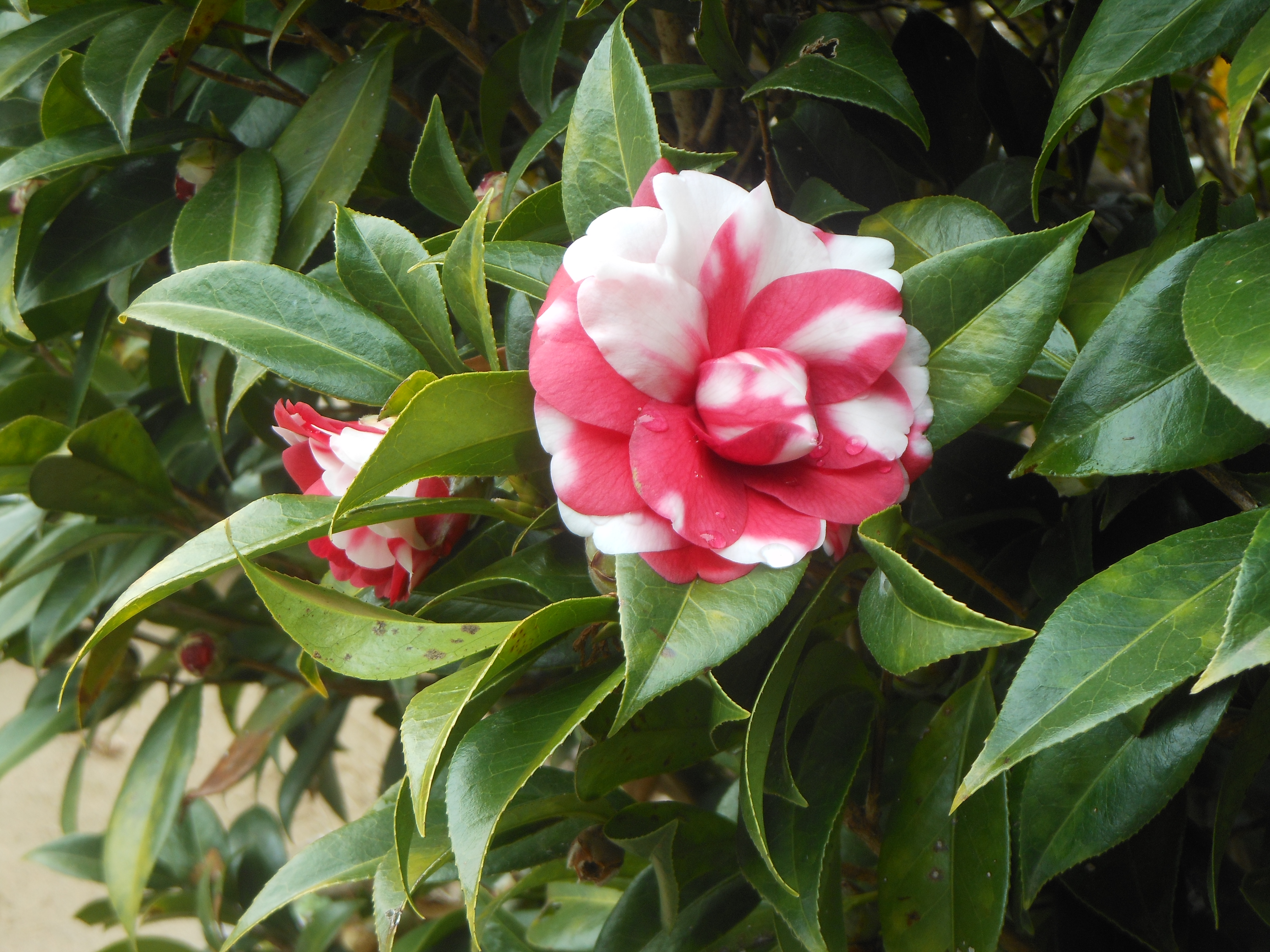 椿の花が咲きメジロが密を吸っている